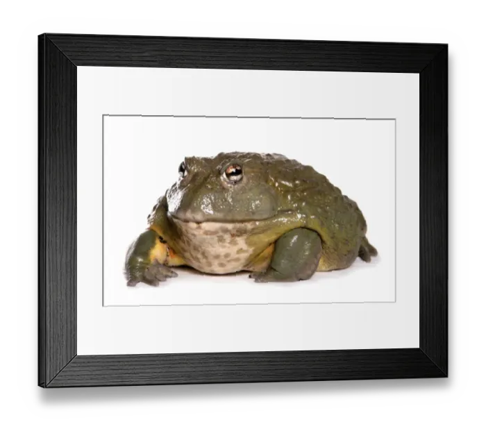 Framed Print : Giant Bullfrog (Pyxicephalus adspersus) adult