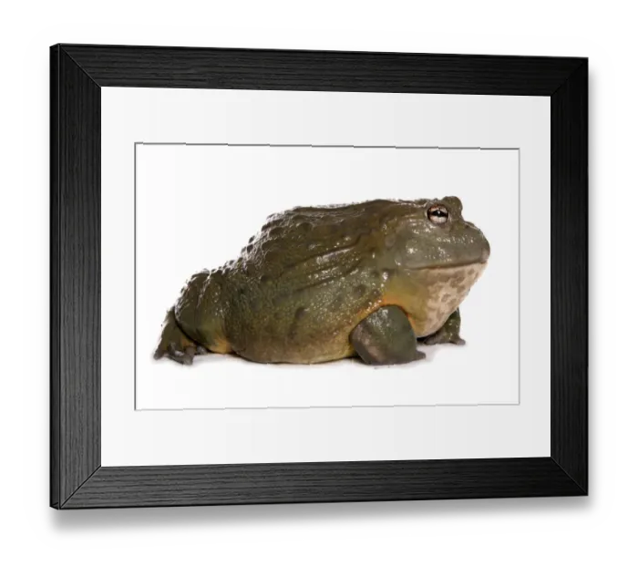 Framed Print : Giant Bullfrog (Pyxicephalus adspersus) adult Framed Print : Giant Bullfrog (Pyxicephalus adspersus) adult