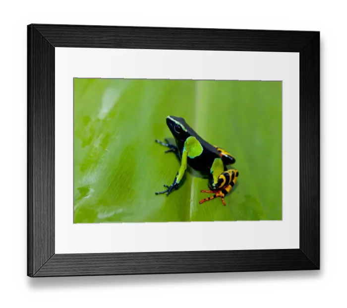 Framed Print : Painted Mantella (Mantella madagascariensis) adult, sitting on leaf, Ranomafana N. P. Madagascar, October Framed Print : Painted Mantella (Mantella madagascariensis) adult, sitting on leaf, Ranomafana N. P. Madagascar, October
