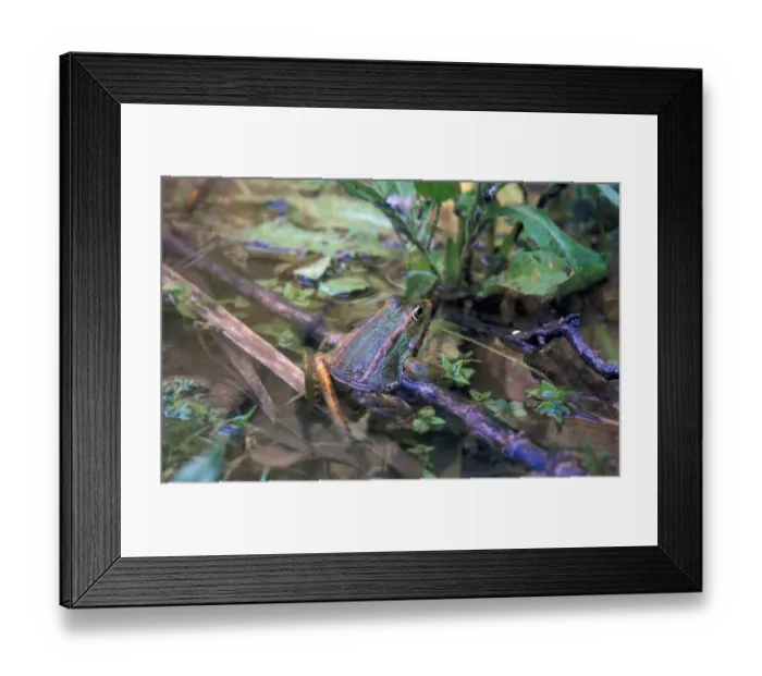Framed Print : Marsh Frog (Rana ridibunda) Spain Framed Print : Marsh Frog (Rana ridibunda) Spain
