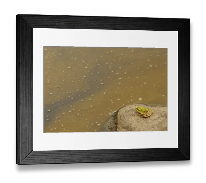 Framed Print : Iberian Marsh Frog (Pelophylax perezi) adult, sitting on rock beside pond, Spain, june Framed Print : Iberian Marsh Frog (Pelophylax perezi) adult, sitting on rock beside pond, Spain, june