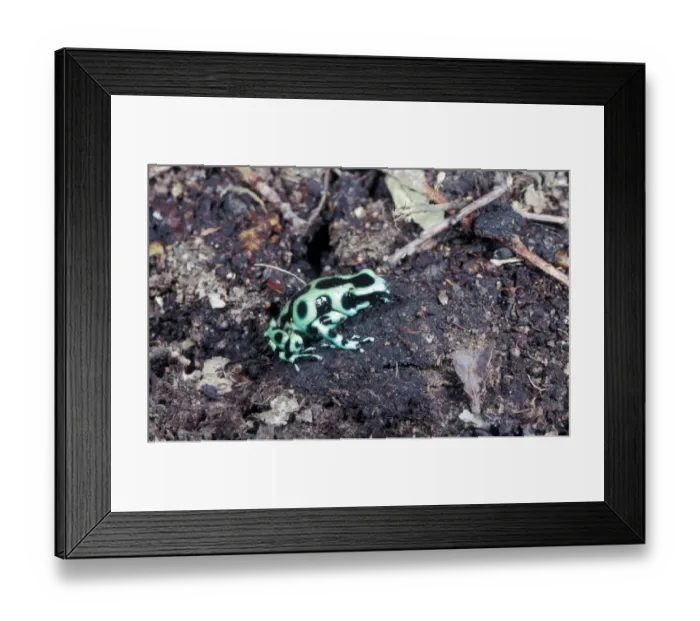Framed Print : Frog-Poison Arrow (Dendrobates auratus) Sitting on soil Framed Print : Frog-Poison Arrow (Dendrobates auratus) Sitting on soil