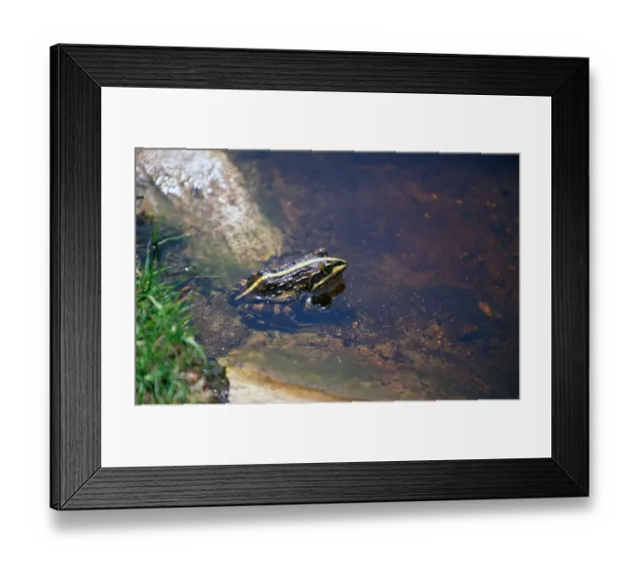 Framed Print : Cape River Frog (Rana fuscigula) South Afirca Framed Print : Cape River Frog (Rana fuscigula) South Afirca