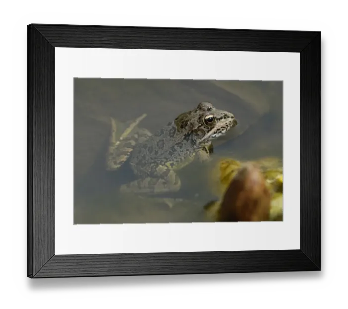 Framed Print : Iberian Marsh Frog (Pelophylax perezi) adult, at surface of shallow water, Arroyo de la Vid, Monfrague N. P Framed Print : Iberian Marsh Frog (Pelophylax perezi) adult, at surface of shallow water, Arroyo de la Vid, Monfrague N. P