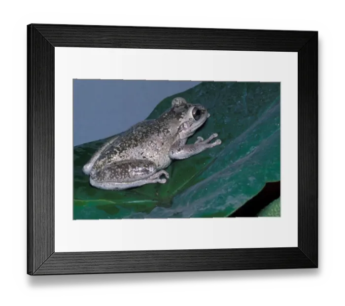 Framed Print : Frog - Treefrog Cuban (Hyla septentrionalis) Close-up on leaf Framed Print : Frog - Treefrog Cuban (Hyla septentrionalis) Close-up on leaf