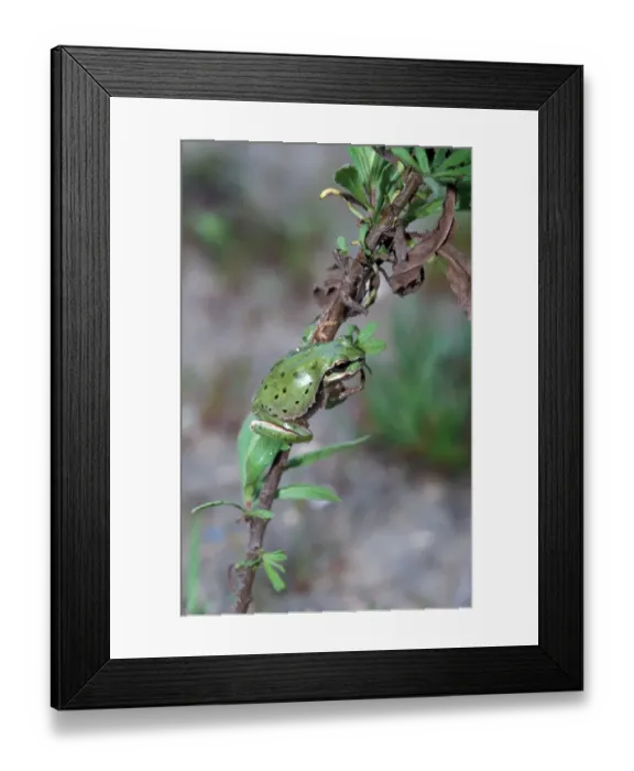 Framed Print : Common European Tree Frog (Hyla arborea) Cyprus Framed Print : Common European Tree Frog (Hyla arborea) Cyprus
