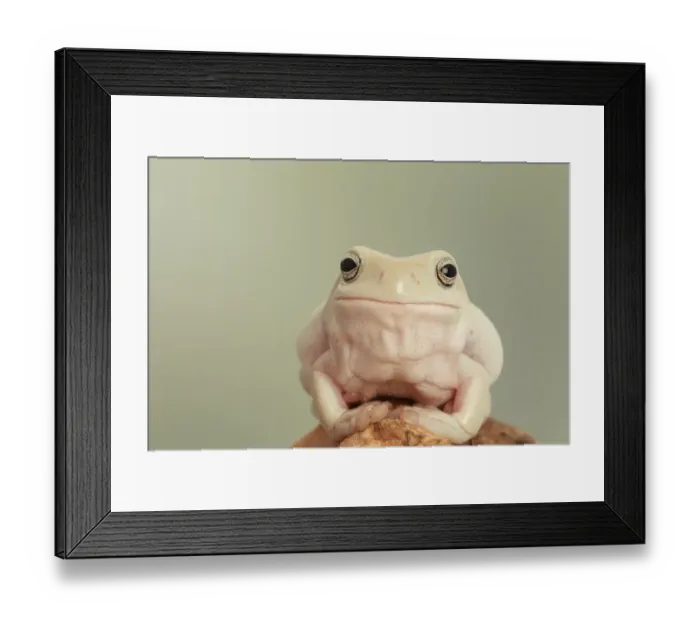 Framed Print : Whites Treefrog (Litoria caerulea) adult, sitting on branch (captive) Framed Print : Whites Treefrog (Litoria caerulea) adult, sitting on branch (captive)