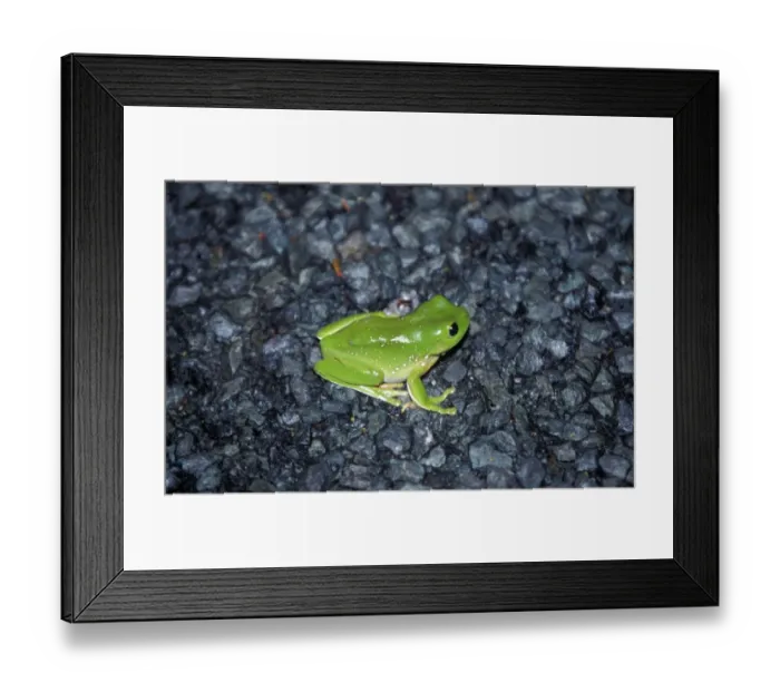 Framed Print : Whites Tree Frog (Litoria caerulea) Kakadu, Australia Framed Print : Whites Tree Frog (Litoria caerulea) Kakadu, Australia