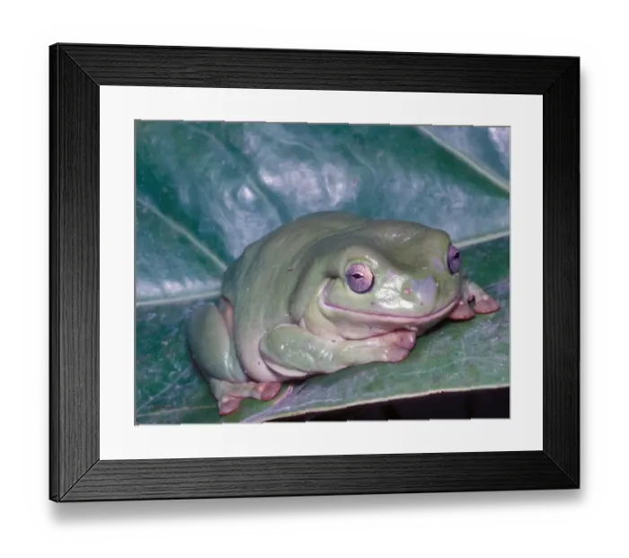 Framed Print : Whites Tree Frog (Hyla cerulea) Close-up / on leaf Framed Print : Whites Tree Frog (Hyla cerulea) Close-up / on leaf