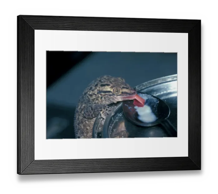 Framed Print : Lizard - Gecko Bronze House (Aeluronyx seychellensis) Close-up of head / licking spoon Framed Print : Lizard - Gecko Bronze House (Aeluronyx seychellensis) Close-up of head / licking spoon