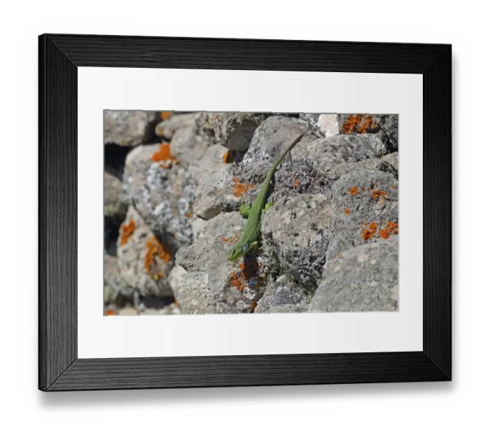 Framed Print : Balkan Green Lizard (Lacerta trilineata) adult, basking on rocks, Lesvos, Greece, april Framed Print : Balkan Green Lizard (Lacerta trilineata) adult, basking on rocks, Lesvos, Greece, april