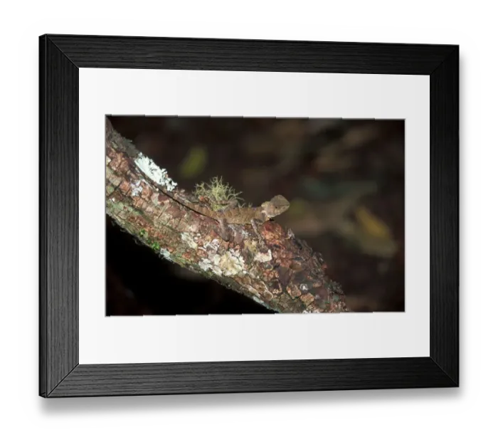 Framed Print : Boyds Forest Dragon Lizard (Hypsilurus boydii) Framed Print : Boyds Forest Dragon Lizard (Hypsilurus boydii)