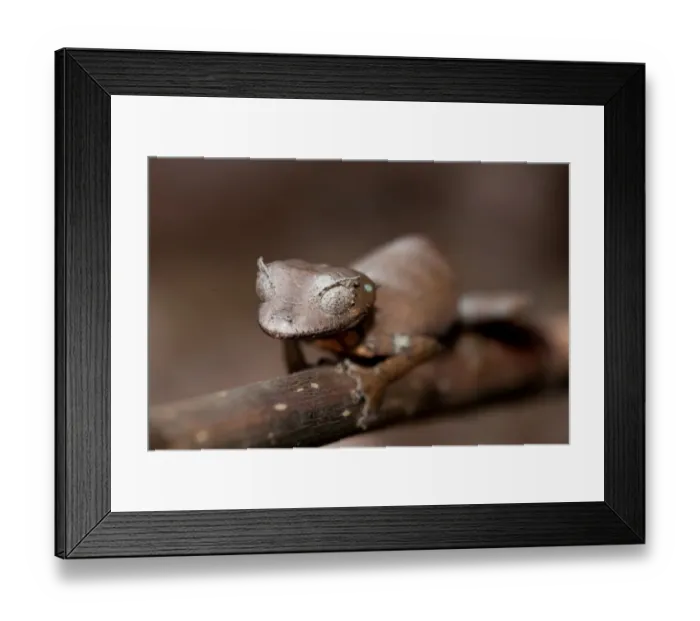 Framed Print : Fantastic Leaf-tailed Gecko (Uroplatus phantasticus) adult female, clinging to branch, Madagascar, September