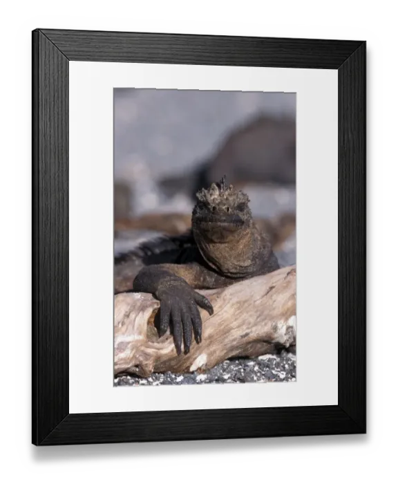 Framed Print : Marine Iguana (Amblyrhnichus cristatus) Mature male - Santa Cruz Is. Galapagos (T De Roy) 141057 Framed Print : Marine Iguana (Amblyrhnichus cristatus) Mature male - Santa Cruz Is. Galapagos (T De Roy) 141057
