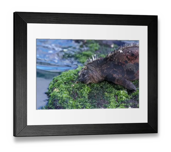 Framed Print : Marine Iguana Punta Egas Race Framed Print : Marine Iguana Punta Egas Race