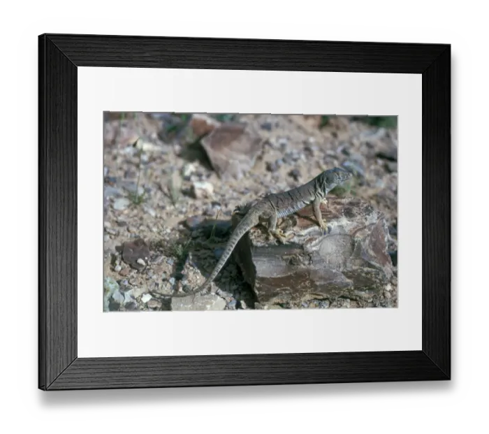 Framed Print : Jordan Lizard (Acanthodactylus grandis) Close-up / standing on rock Framed Print : Jordan Lizard (Acanthodactylus grandis) Close-up / standing on rock