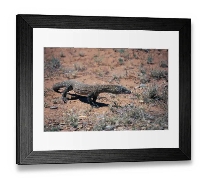 Framed Print : Giant Monitor Lizard (Varanus giganteus) Australia