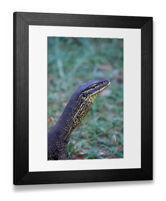 Framed Print : Goulds Monitor Lizard (Varanus gouldii)
