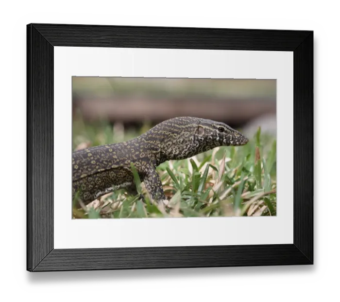 Framed Print : Nile Monitor (Varanus niloticus) immature, close-up of head and front legs, Gambia, february