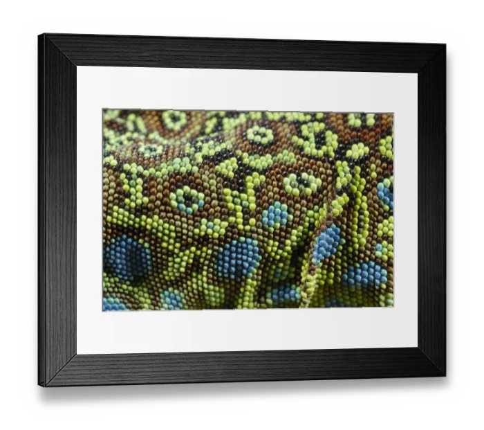 Framed Print : Ocellated Lizard (Timon lepidus) adult, close-up of skin texture, Italy, june Framed Print : Ocellated Lizard (Timon lepidus) adult, close-up of skin texture, Italy, june