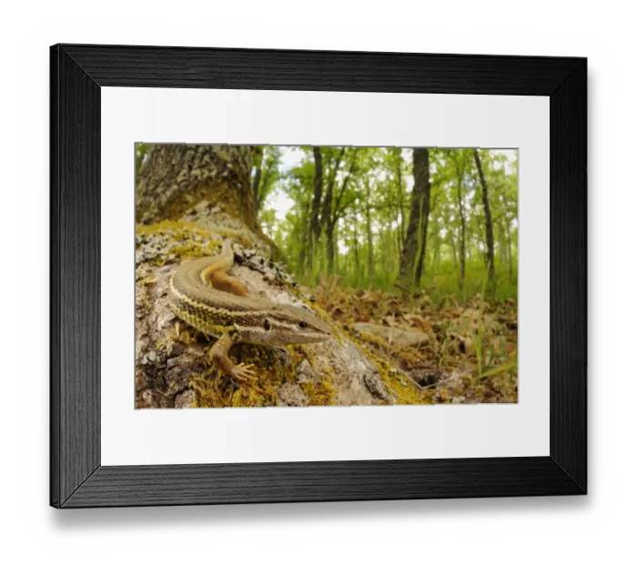 Framed Print : Large Psammodromus (Psammodromus algirus) adult, resting on tree trunk in woodland habitat, Spain, june Framed Print : Large Psammodromus (Psammodromus algirus) adult, resting on tree trunk in woodland habitat, Spain, june