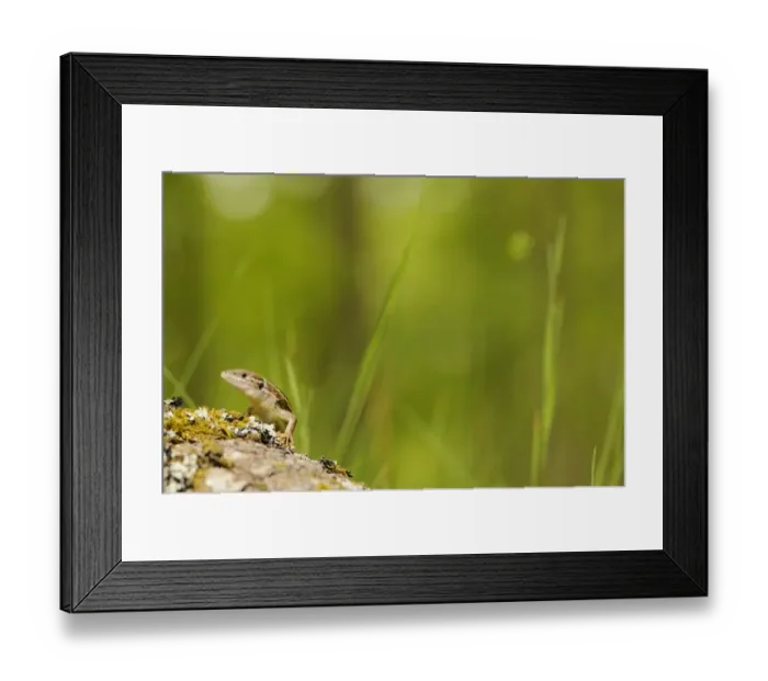 Framed Print : Large Psammodromus (Psammodromus algirus) adult, resting on bark in habitat, Spain, june