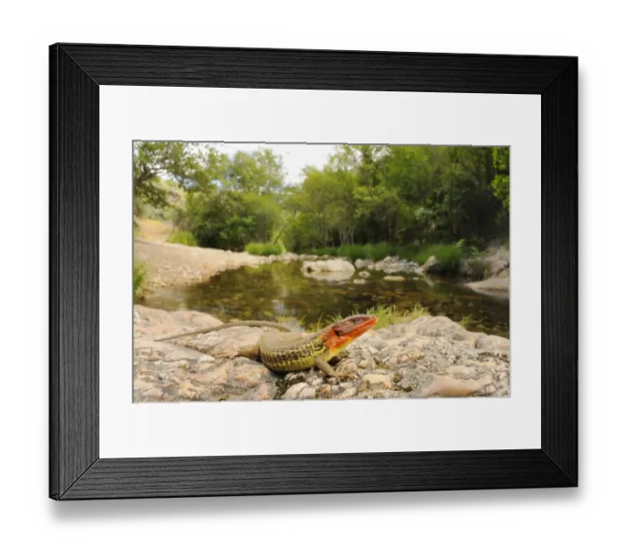 Framed Print : Large Psammodromus (Psammodromus algirus) adult male, in breeding colour, resting on rocks at edge of water in habitat Framed Print : Large Psammodromus (Psammodromus algirus) adult male, in breeding colour, resting on rocks at edge of water in habitat