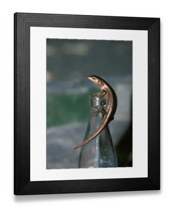 Framed Print : Lizard Skink Seychelles (Mabuya sechellensis) Framed Print : Lizard Skink Seychelles (Mabuya sechellensis)