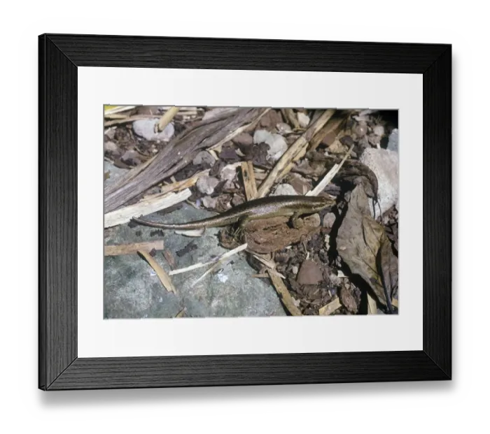 Framed Print : Lizard Skink Wrights (Mabuya wrightii) Framed Print : Lizard Skink Wrights (Mabuya wrightii)