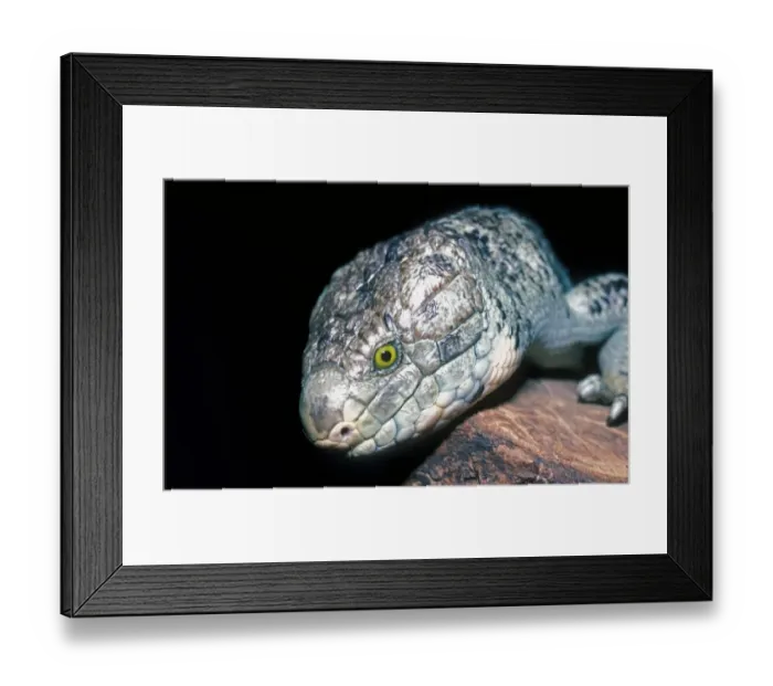 Framed Print : Giant Skink (Corucia zebrata) Soloman Islands Framed Print : Giant Skink (Corucia zebrata) Soloman Islands