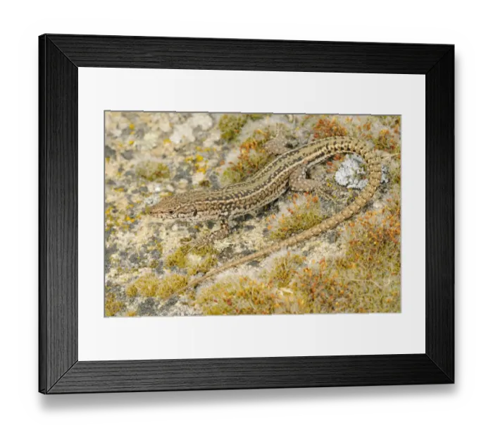 Framed Print : Iberian Wall Lizard (Podarcis hispanicus) adult male, resting on rock, Spain, june Framed Print : Iberian Wall Lizard (Podarcis hispanicus) adult male, resting on rock, Spain, june