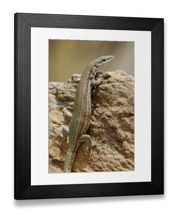 Framed Print : Iberian Wall Lizard (Podarcis hispanicus) adult, resting on rocky hillside, Arroyo de la Vid, Monfrague N. P Framed Print : Iberian Wall Lizard (Podarcis hispanicus) adult, resting on rocky hillside, Arroyo de la Vid, Monfrague N. P