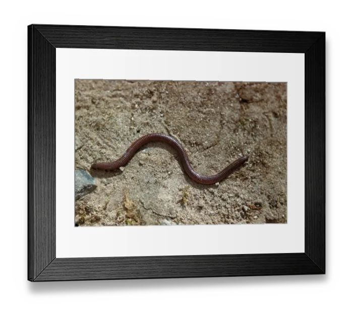 Framed Print : Worm Lizard (Blanus cinereus) On sand Framed Print : Worm Lizard (Blanus cinereus) On sand