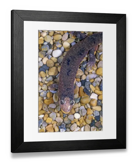 Framed Print : Lungless Salamander (Desmognathus quadrimagulatum) Framed Print : Lungless Salamander (Desmognathus quadrimagulatum)