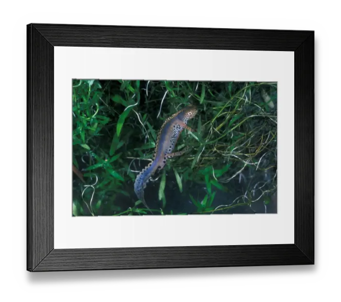 Framed Print : Alpine Newt (Triturus alpestris) Swimming amongst weed Framed Print : Alpine Newt (Triturus alpestris) Swimming amongst weed