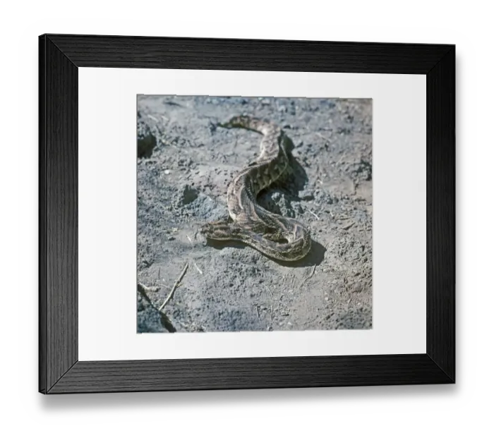 Framed Print : Puff Adder (Bitis arietans) (S) Framed Print : Puff Adder (Bitis arietans) (S)