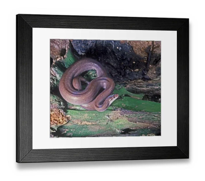 Framed Print : Snake - Boa Rainbow (Epicrates cenchris) On logs