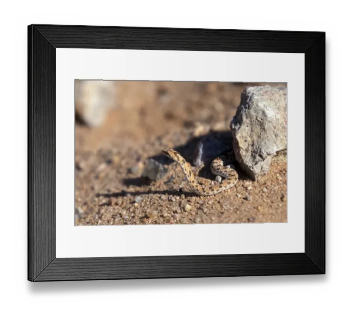 Framed Print : Dwarf Beaked Snake (Dipsina multimaailata) Namibia Framed Print : Dwarf Beaked Snake (Dipsina multimaailata) Namibia