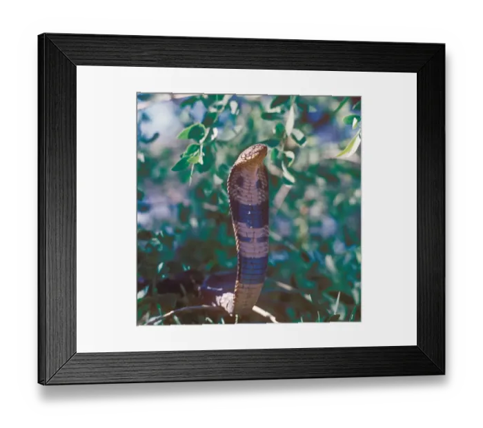 Framed Print : Snake - Cobra Spitting (Naja nigricollis) close-up of head in branches Framed Print : Snake - Cobra Spitting (Naja nigricollis) close-up of head in branches