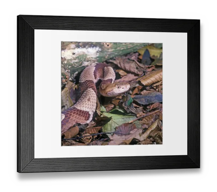 Framed Print : Snake - Copperhead (Agkistrodon c. contortrix) Close-up of head / on dead leaves Framed Print : Snake - Copperhead (Agkistrodon c. contortrix) Close-up of head / on dead leaves