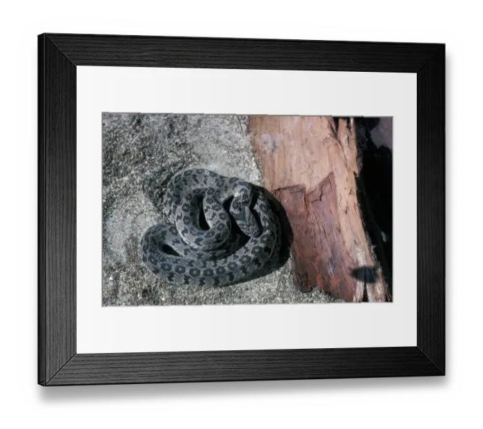 Framed Print : Eggeating Snake (Dasypeltis scabra) Coiled on sand beside piece of wood / South Africa Framed Print : Eggeating Snake (Dasypeltis scabra) Coiled on sand beside piece of wood / South Africa