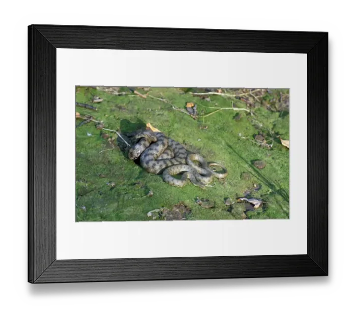 Framed Print : Dice Snake (Natrix tessellata) Adult and immature Framed Print : Dice Snake (Natrix tessellata) Adult and immature