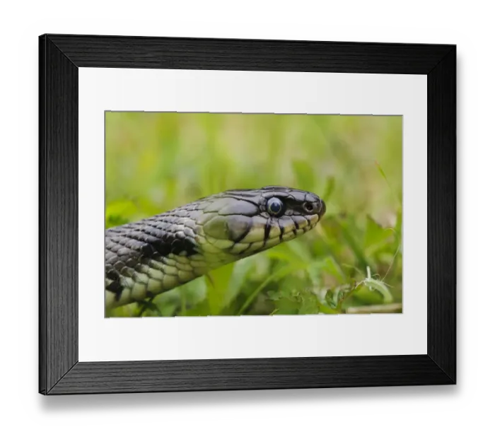 Framed Print : Grass Snake (Natrix natrix) adult, close-up of head, in short grass, Priory Water Nature Reserve, Leicestershire Framed Print : Grass Snake (Natrix natrix) adult, close-up of head, in short grass, Priory Water Nature Reserve, Leicestershire