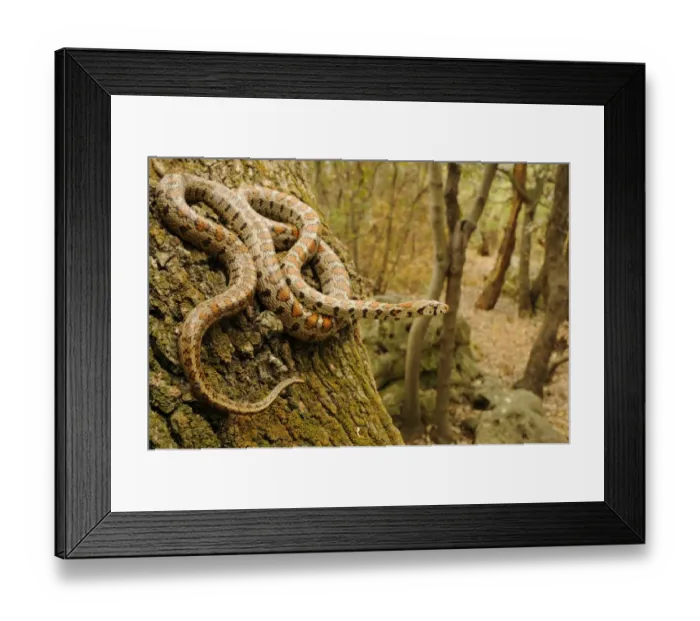 Framed Print : Leopard Snake (Zamenis situla) adult, on tree trunk in woodland habitat, Croatia, april Framed Print : Leopard Snake (Zamenis situla) adult, on tree trunk in woodland habitat, Croatia, april