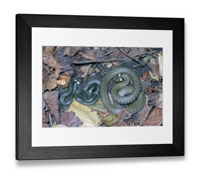 Framed Print : Grass Snake (Natrix natrix) Framed Print : Grass Snake (Natrix natrix)