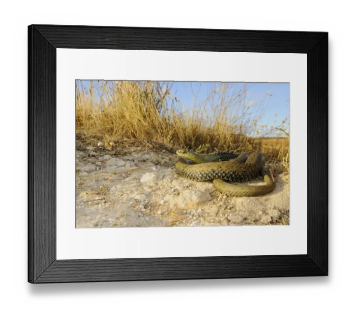 Framed Print : Montpellier snake (Malpolon monspessulanus) adult, coiled in habitat, Spain, september Framed Print : Montpellier snake (Malpolon monspessulanus) adult, coiled in habitat, Spain, september