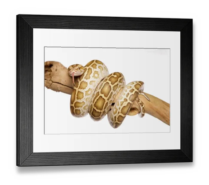 Framed Print : Burmese Python (Python molurus bivittatus) immature, coiled on branch