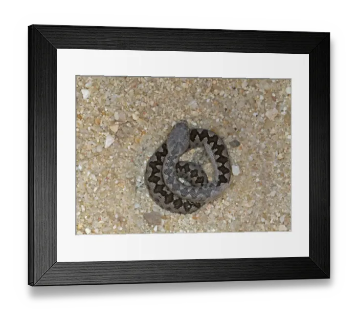 Framed Print : Latastes Viper (Vipera latasti) newly born young, sloughing skin, Guadarrama N. P Framed Print : Latastes Viper (Vipera latasti) newly born young, sloughing skin, Guadarrama N. P