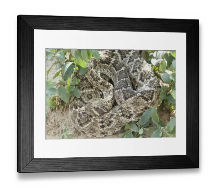 Framed Print : Western Diamondback Rattlesnake (Crotulus atrox) adult, coiled, South Texas, U. S. A. april Framed Print : Western Diamondback Rattlesnake (Crotulus atrox) adult, coiled, South Texas, U. S. A. april
