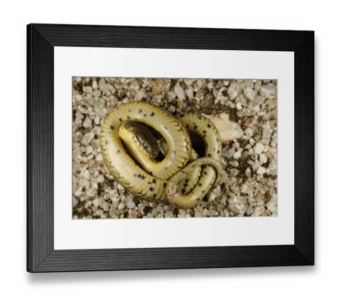 Framed Print : Viperine Snake (Natrix maura) adult, playing dead in defensive behaviour, Spain, june Framed Print : Viperine Snake (Natrix maura) adult, playing dead in defensive behaviour, Spain, june